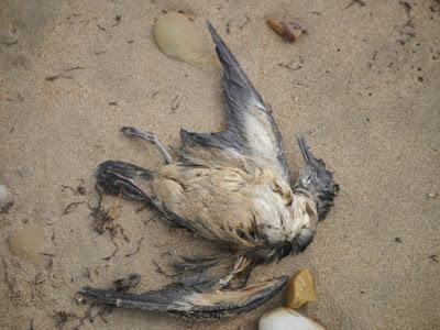 El precio de la migración