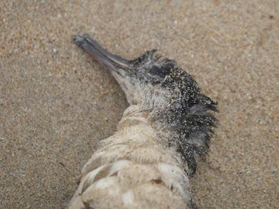 El precio de la migración