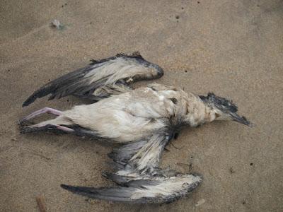 El precio de la migración