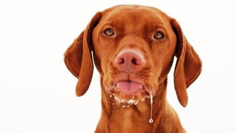 Conoce los Síntomas de Rabia en perros Conoce los Síntomas de Rabia en perros