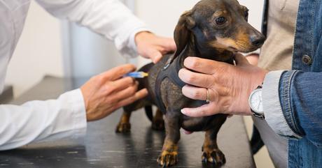 Conoce los Síntomas de Rabia en perros