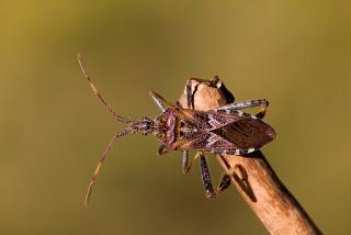 Para ampliar Leptoglossus occidentalis (Heidemann, 1910) hacer clic