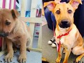 Perros adoptados.