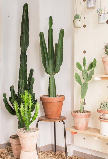 Diseño de tienda de Cactus en Copenhague