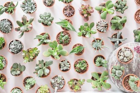 Diseño de tienda de Cactus en Copenhague