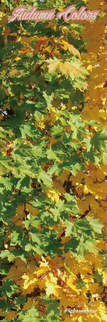 Marcapáginas XV ~ Otoño #2