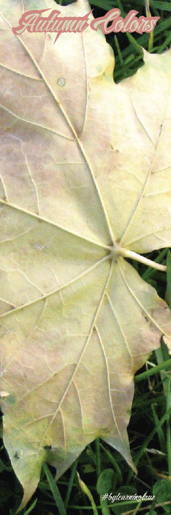 Marcapáginas XV ~ Otoño #2
