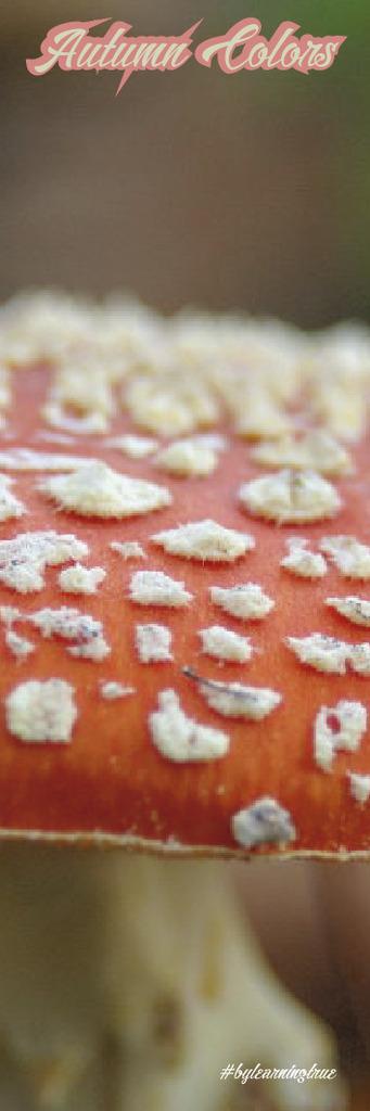 Marcapáginas XV ~ Otoño #2