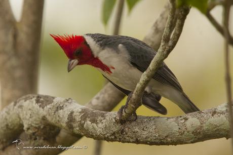 Cardenal común (Red-crested Cardinal) Paroaria coronata