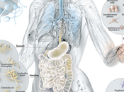 heces hemos topado: Caca contra enfermedades