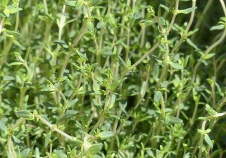 Recomendaciones del INTA. Cultivo de Oregano y Tomillo