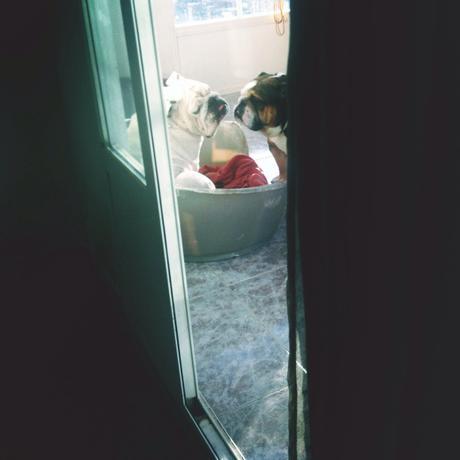 No estaremos bulldogs