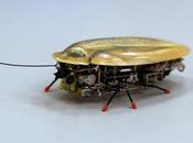 cucaracha robot, último grito #biotecnología