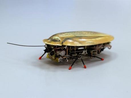 Una cucaracha robot, el último grito en #biotecnología