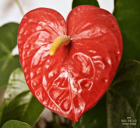 desafió fotográfico, flor, atardecer, geometrías, viejo, pies, amarillo, fachada, robado, sombras