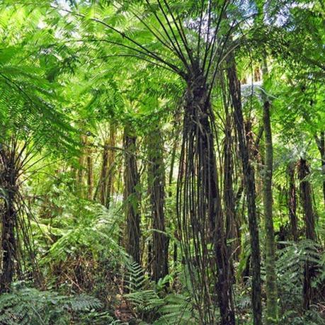 Lo mejor de Galería Fotográfica de Argentina: los 10 artículos más leídos en el mes de Agosto de 2015. Los sonidos y movimientos marcan el ritmo de este tesoro natural: Reserva de Biosfera Yabotí.