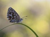 Polyommatus coridon (Chalkhill blue)