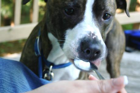 Descubre las 12 Causas que provocan la Tos en perros