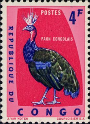 El pavo del Congo, un hallazgo de la zoología moderna