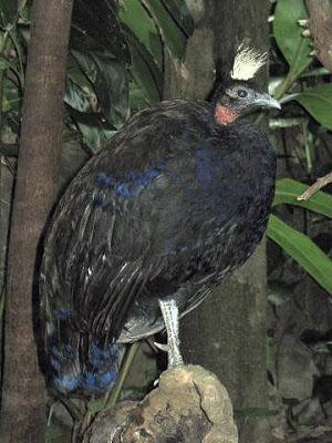 El pavo del Congo, un hallazgo de la zoología moderna