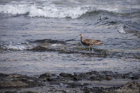 El zarapito trinador