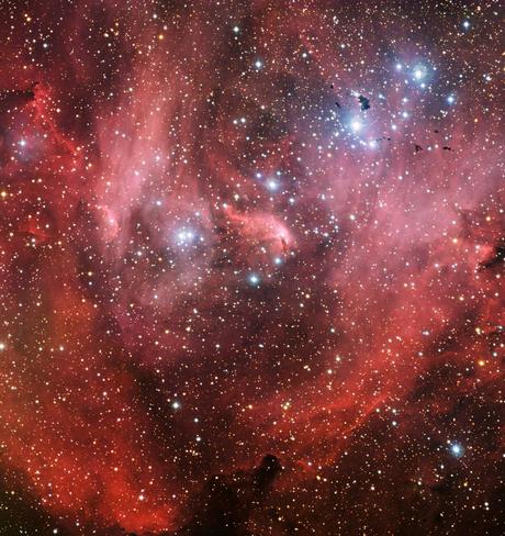 Un pájaro enfadado en el cielo