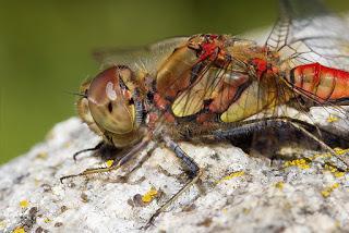 Para ampliar Sympetrum striolatum (Charpentier, 1840)