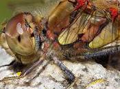 Sympetrum striolatum (Charpentier, 1840)