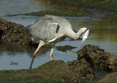 GARCETA GRANDE Y GARZA IMPERIAL EN SANTOÑA