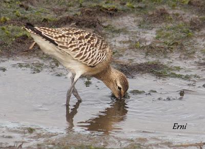 GARCETA GRANDE Y GARZA IMPERIAL EN SANTOÑA
