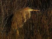 Garceta grande garza imperial santoña