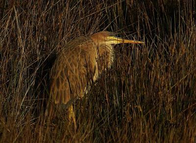 GARCETA GRANDE Y GARZA IMPERIAL EN SANTOÑA