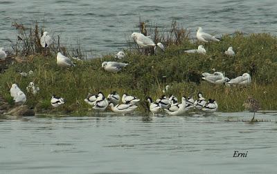 GARCETA GRANDE Y GARZA IMPERIAL EN SANTOÑA