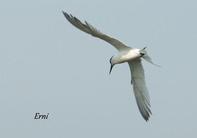 GARCETA GRANDE Y GARZA IMPERIAL EN SANTOÑA