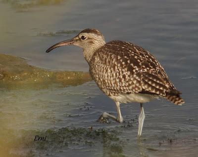 GARCETA GRANDE Y GARZA IMPERIAL EN SANTOÑA