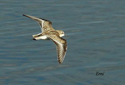 GARCETA GRANDE Y GARZA IMPERIAL EN SANTOÑA