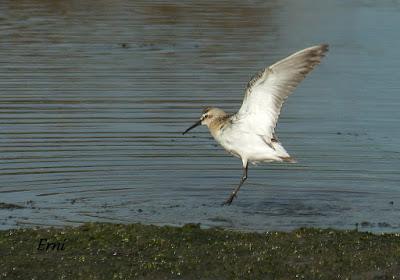 GARCETA GRANDE Y GARZA IMPERIAL EN SANTOÑA