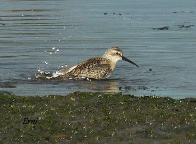 GARCETA GRANDE Y GARZA IMPERIAL EN SANTOÑA