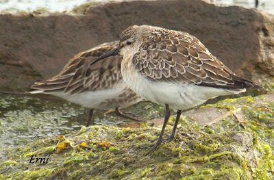 GARCETA GRANDE Y GARZA IMPERIAL EN SANTOÑA