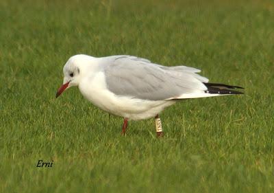 GARCETA GRANDE Y GARZA IMPERIAL EN SANTOÑA