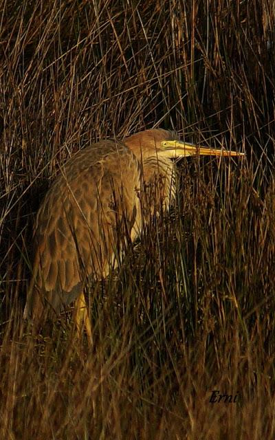GARCETA GRANDE Y GARZA IMPERIAL EN SANTOÑA