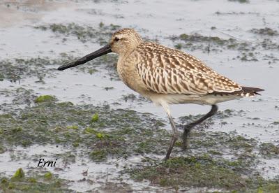 GARCETA GRANDE Y GARZA IMPERIAL EN SANTOÑA