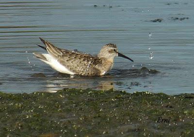 GARCETA GRANDE Y GARZA IMPERIAL EN SANTOÑA