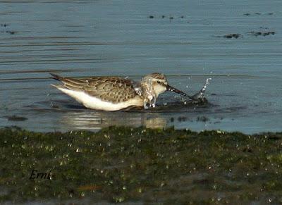 GARCETA GRANDE Y GARZA IMPERIAL EN SANTOÑA