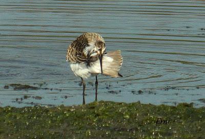 GARCETA GRANDE Y GARZA IMPERIAL EN SANTOÑA