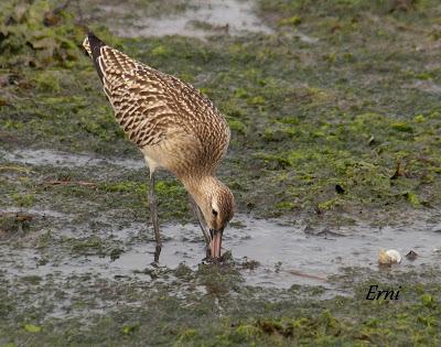 GARCETA GRANDE Y GARZA IMPERIAL EN SANTOÑA