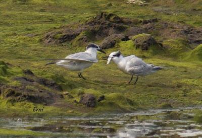 GARCETA GRANDE Y GARZA IMPERIAL EN SANTOÑA