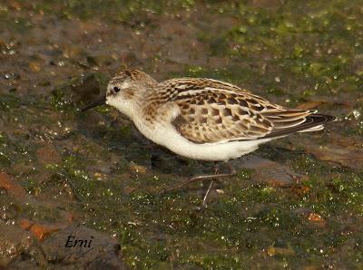 GARCETA GRANDE Y GARZA IMPERIAL EN SANTOÑA