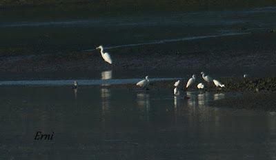 GARCETA GRANDE Y GARZA IMPERIAL EN SANTOÑA