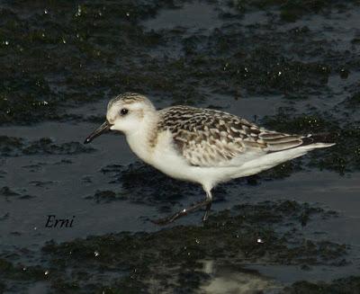 GARCETA GRANDE Y GARZA IMPERIAL EN SANTOÑA